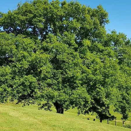 招待所 Maison D Hotes Lapitxuri