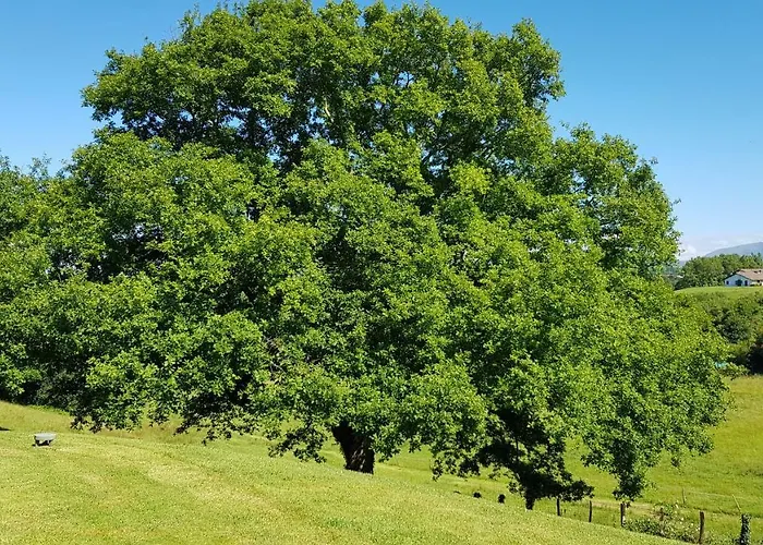 Guest house Maison D Hotes Lapitxuri